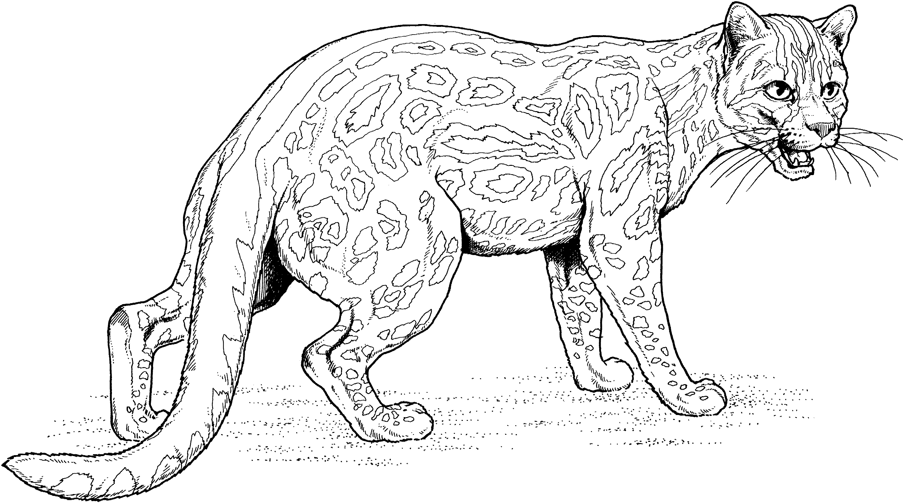coloring pages of baby cats
