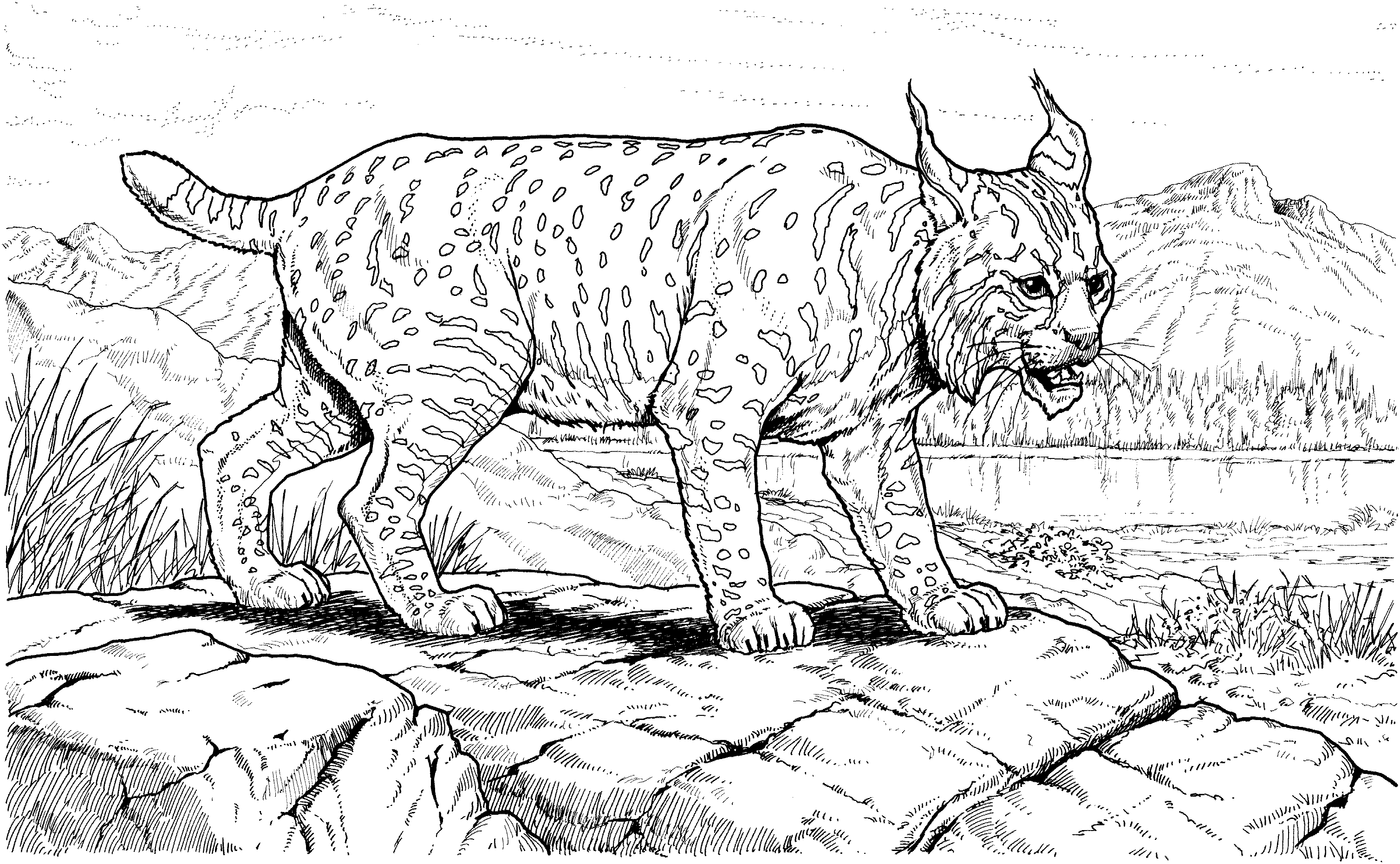 Big Realistic Cat Coloring Pages Coloring Pages