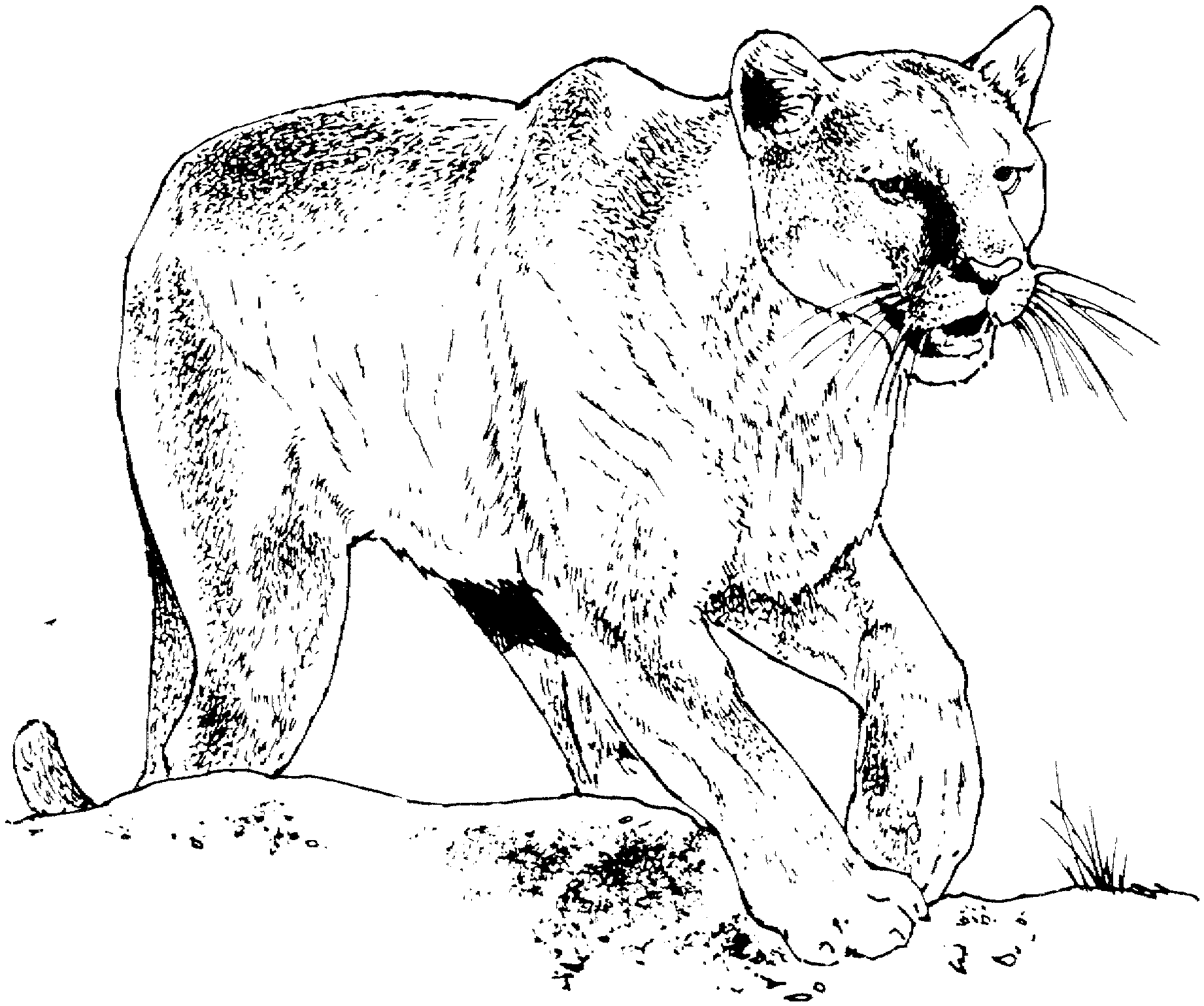 panther coloring pages - photo #14