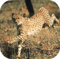 Cheetah Sprinting