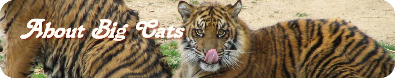 About Big Cats