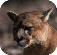 Mountain Lion